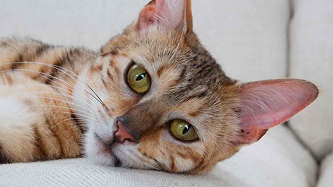 Que signifie la perte de poils chez le chat ? Purina